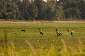 Fototapeta premium Cranes and roe deer together in a meadow near woodland