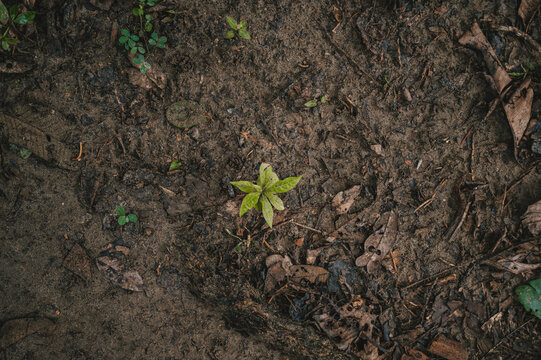 View of a small green plant emerging from dark, moist soil covered with fallen leaves in Puerto Viejo de Talamanca, Limon Province, Costa Rica.