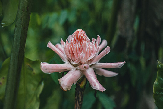 View of a vibrant pink Torch Ginger flower with lush green foliage in a tropical garden in Puerto Viejo de Talamanca, Limon Province, Costa Rica.