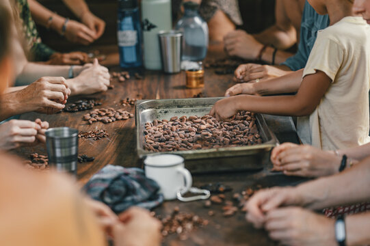View of people sorting cocoa beans on a wooden table with a metal tray and cups in Puerto Viejo de Talamanca, Limon Province, Costa Rica.