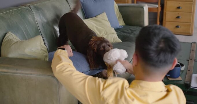White plush being offered from floor, brown dog lunging and gripping toy, wagging tail for play