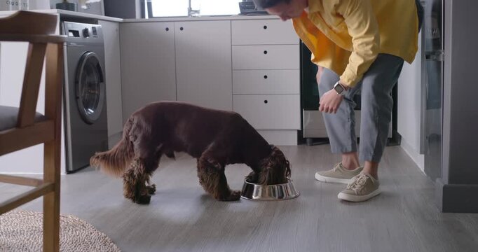Asian man seeing dog lying bending placing bowl patting checking while dog eating in kitchen