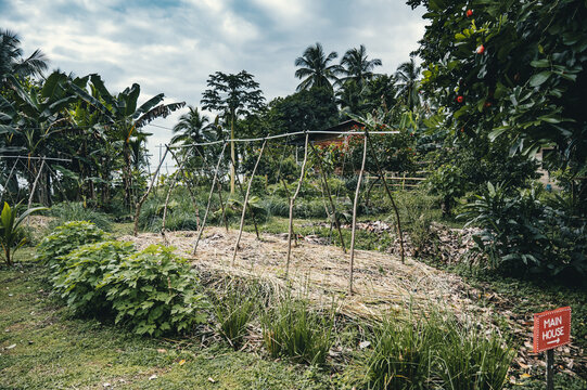 View of a lush tropical garden with wooden plant support structures, surrounded by banana trees and dense foliage in Puerto Viejo de Talamanca, Limon Province, Costa Rica.