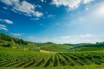Naklejka premium Vineyard Rows on Rolling Hills in Radda in Chianti