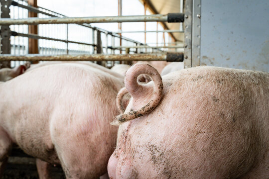 Jungeber mit unkupiertem Ringelschwanz in der Ebermast im Tierwohl-Schweinestall der Haltungsstufe 3.