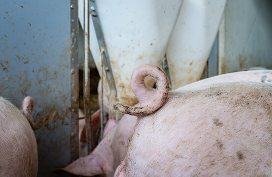 Jungeber mit unkupiertem Ringelschwanz in der Ebermast im Tierwohl-Schweinestall der Haltungsstufe 3.