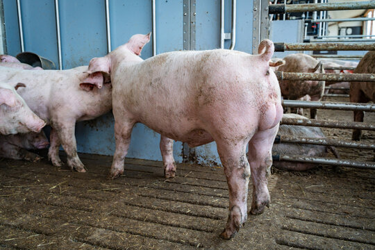 Jungeber mit unkupiertem Ringelschwanz in der Ebermast im Tierwohl-Schweinestall der Haltungsstufe 3.