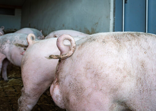 Jungeber mit unkupiertem Ringelschwanz in der Ebermast im Tierwohl-Schweinestall der Haltungsstufe 3.
