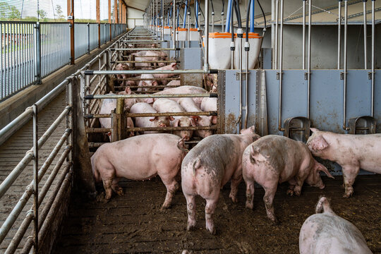 Mastschweine mit unkupiertem Ringelschwanz im Tierwohl-Schweinestall der Haltungsstufe 3 beim Ringelschwanz-Programm.