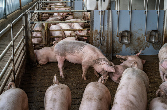 Mastschweine mit unkupiertem Ringelschwanz im Tierwohl-Schweinestall der Haltungsstufe 3 beim Ringelschwanz-Programm.
