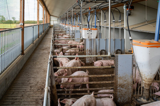 Mastschweine mit unkupiertem Ringelschwanz im Tierwohl-Schweinestall der Haltungsstufe 3 beim Ringelschwanz-Programm.
