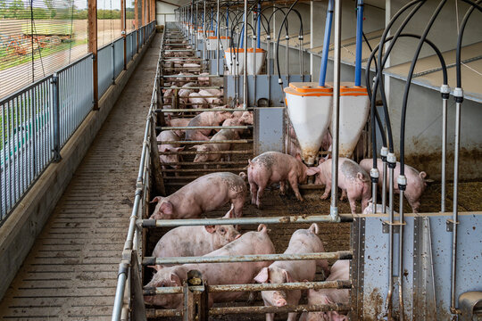 Mastschweine mit unkupiertem Ringelschwanz im Tierwohl-Schweinestall der Haltungsstufe 3 beim Ringelschwanz-Programm.