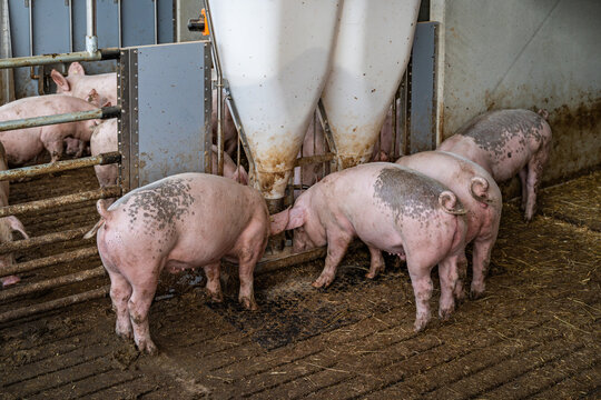 Mastschweine mit unkupiertem Ringelschwanz am Futterautomaten im Tierwohl-Stall der Haltungsstufe 3.