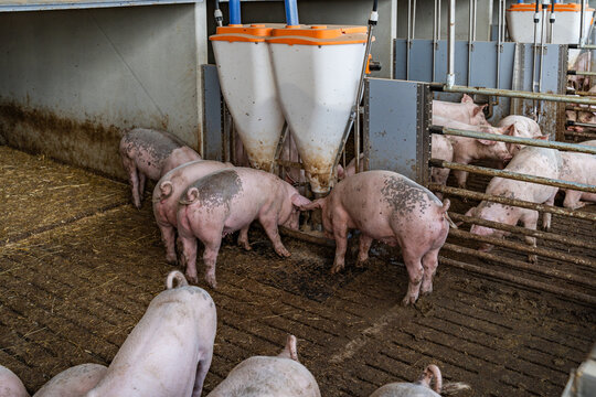 Mastschweine mit unkupiertem Ringelschwanz am Futterautomaten im Tierwohl-Stall der Haltungsstufe 3.