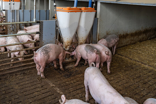 Mastschweine mit unkupiertem Ringelschwanz am Futterautomaten im Tierwohl-Stall der Haltungsstufe 3.