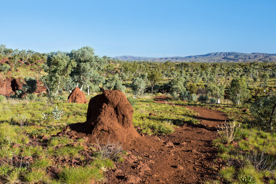 View of Karijini National Park featuring red termite mounds along a dirt trail with eucalyptus trees and rugged outback landscape in Karijini, Western Australia, Australia.