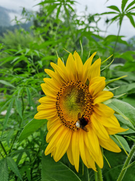 View of a vibrant yellow sunflower with a bee pollinating its center, surrounded by lush green foliage in Malana, Himachal Pradesh, India.