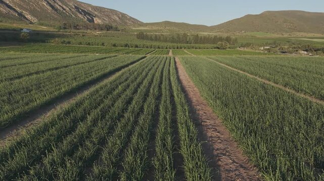 Aerial view of agricultural fields with rows of crops in a valley surrounded by mountains in Hoeko, Western Cape, South Africa.