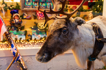 Taxidermy reindeer with snow dusting at souvenir shop entrance in Tromso during winter, Norway © Alberto