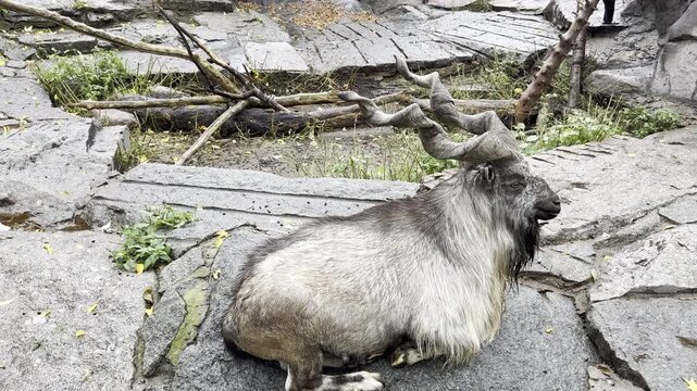 a long-haired markhor lying on a mountainside, a goat chews the cud