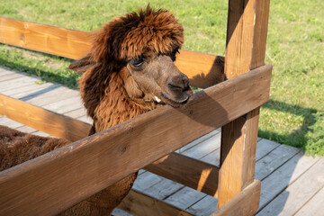 Fototapeta premium Curious Alpaca Peering Over Fence in Sunny Pasture