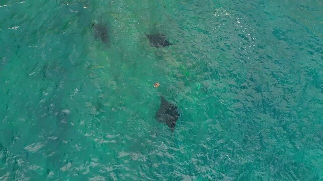 Aerial view of manta rays swimming in the clear turquoise water at Manta Point Snorkeling Nusa Penida, Bali, Indonesia.