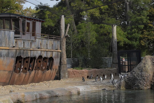 Tierwelt der Pinguine