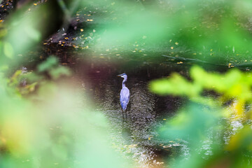 Fototapeta premium un grand héron sur une rivière, Québec, Canada