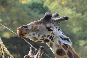 Giraffe im Potrait © Angela