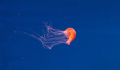 Vibrant orange sea nettle jellyfish swimming in blue water © Minakryn Ruslan 