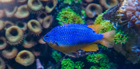 Sapphire damselfish pomacentrus auriventralis swimming in coral reef aquarium © Minakryn Ruslan 