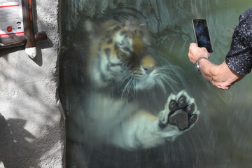 Tiger hinter der Scheibe © Angela