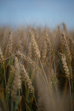Golden wheat field growing under blue sky