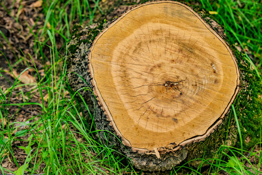 Freshly cut tree stump with rings in forest grass