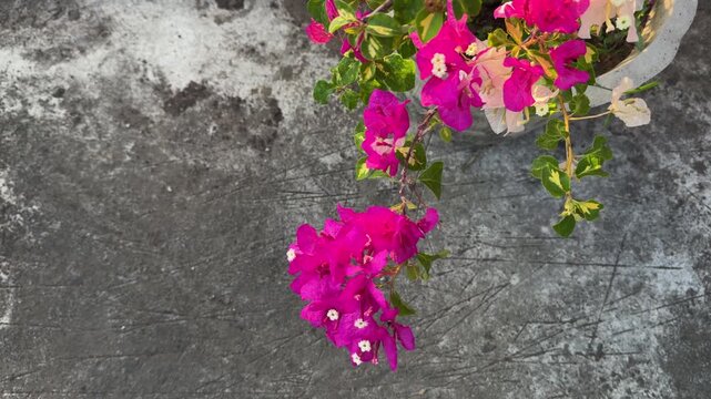 Urban Landscaping Bright Pink Bougainvillea Spectabilis Flowers over Concrete Floor Copy Space 4K 60fps Video