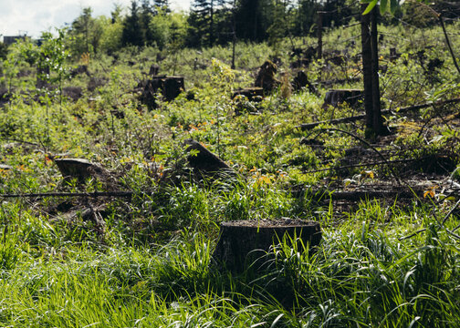 Cut tree stumps in deforested forest area with green grass. Perfect for environmental degradation, logging impact, and forestry management topics