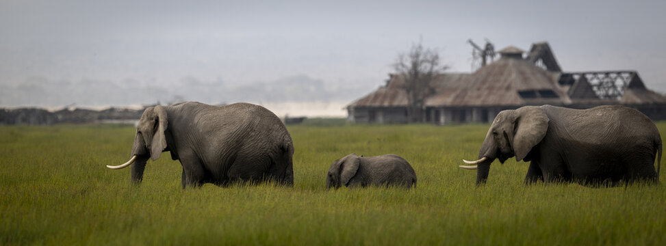 View of a family of elephants walking through the grassy plains with a deserted lodge in the background, Amboseli, Kenya, Africa.