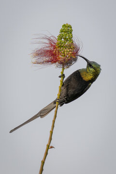 View of a sunbird feeding on a vibrant red flower with long stamens in Virunga, Rwanda, Africa.
