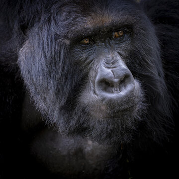 View of a mountain gorilla portrait in the lush habitat of Virunga, Rwanda.