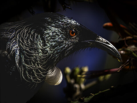 View of a Tui, a New Zealand native bird, with iridescent feathers and a distinctive white throat tuft, perched near flowers in Tauranga, Bay of Plenty Region, New Zealand.