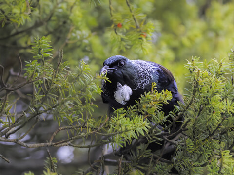 View of a Tui, a New Zealand native bird, perched among the green branches of a tree in Tauranga, Bay of Plenty Region, New Zealand.