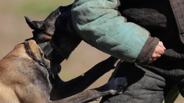 Professional K9 Unit Attack and Bite Training Demonstration