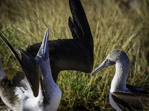 View of two blue footed boobies displaying their wings in the grassy landscape of Isla Santa Maria, Islas Galapagos, Ecuador.