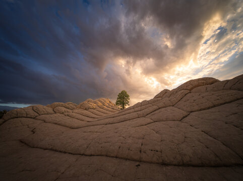 View of unique sandstone formations and cracked rock patterns at White Pocket with a lone pine tree under a dramatic stormy sky in Coconino County, Arizona, United States.