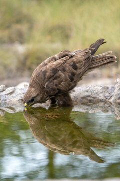 Common buzzard (Buteo buteo) photographed in Spain