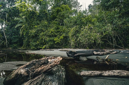 View of driftwood on a dark sand beach bordered by dense tropical rainforest in Puerto Viejo de Talamanca, Limon Province, Costa Rica.