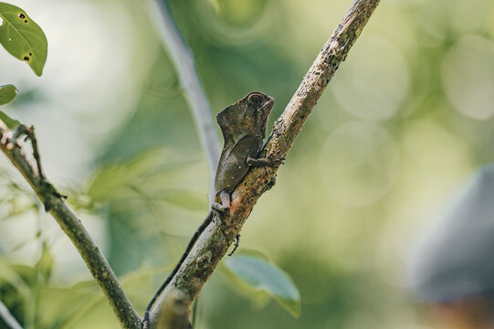 View of a small lizard perched on a thin tree branch in a lush tropical environment in Puerto Viejo de Talamanca, Limon Province, Costa Rica.