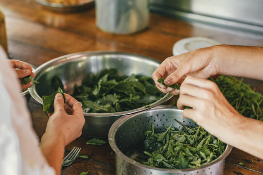 View of hands preparing fresh green herbs in metal bowls on a wooden table in Puerto Viejo de Talamanca, Limon Province, Costa Rica.