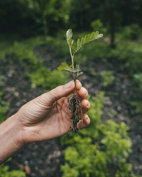 View of a hand holding a small green plant with exposed roots against a blurred garden background in Puerto Viejo de Talamanca, Limon Province, Costa Rica.