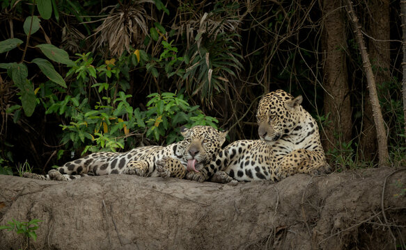 A jaguar uncle and nephew taking a break and bath